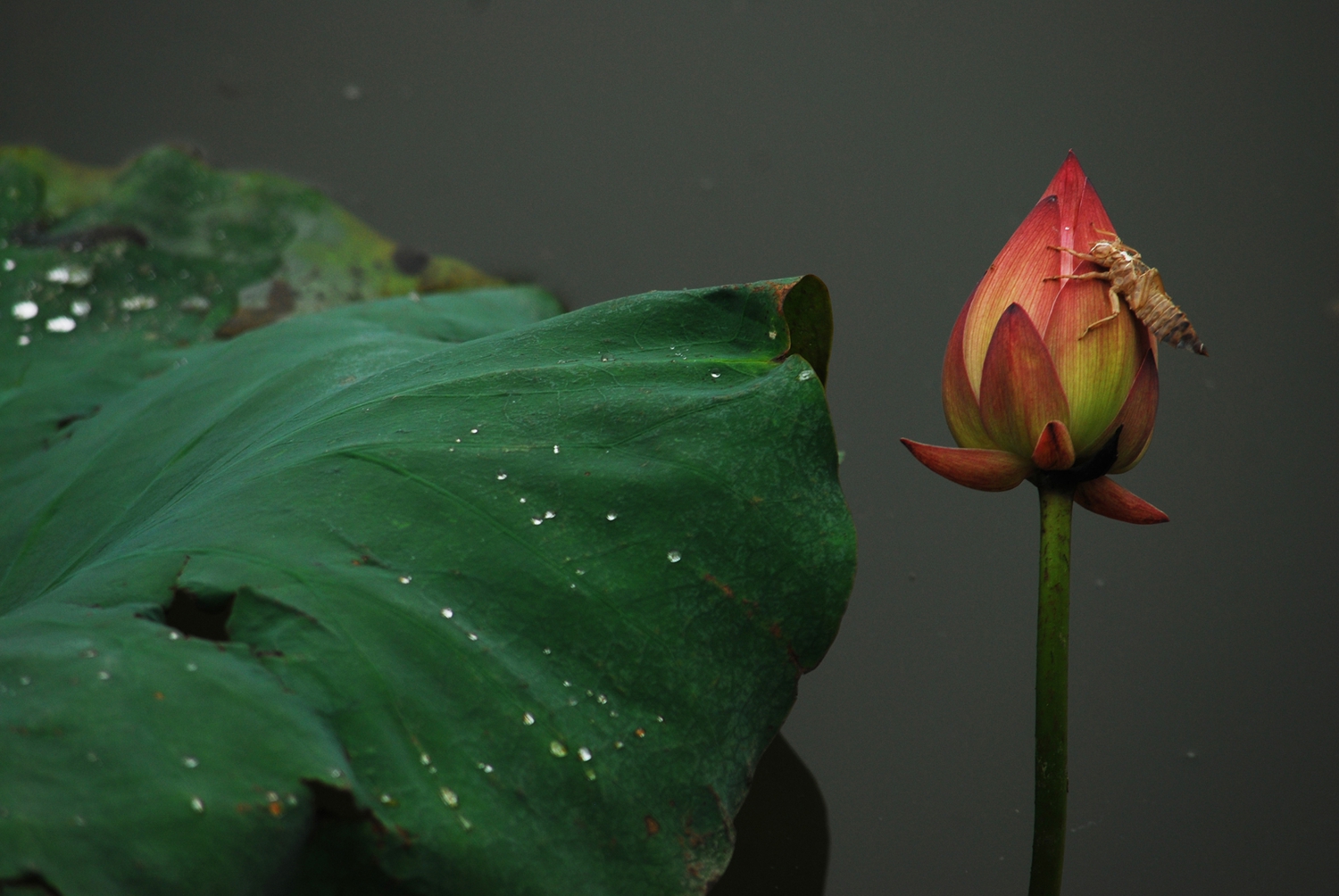 水虿莲苞