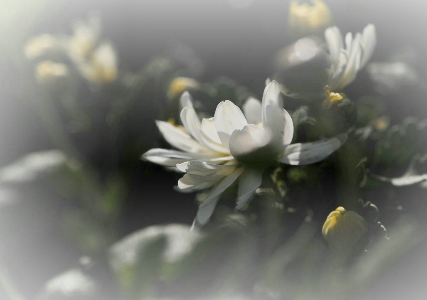 白菊