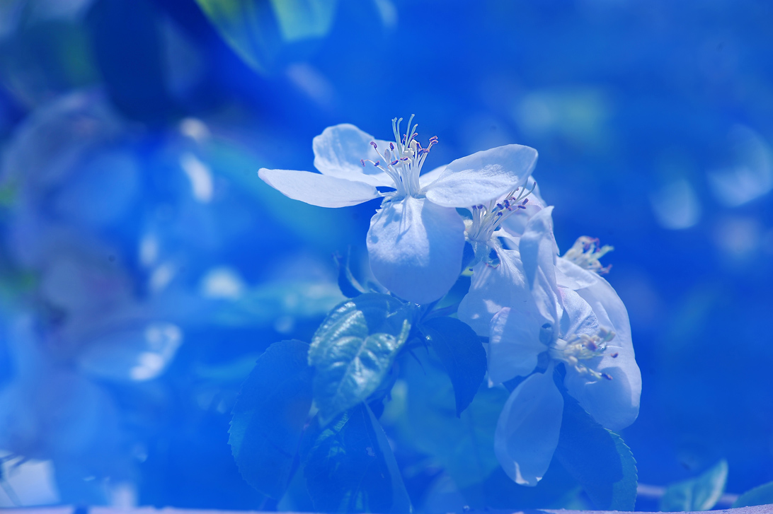 海棠花（二次曝光）