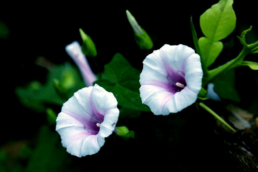 牵牛花