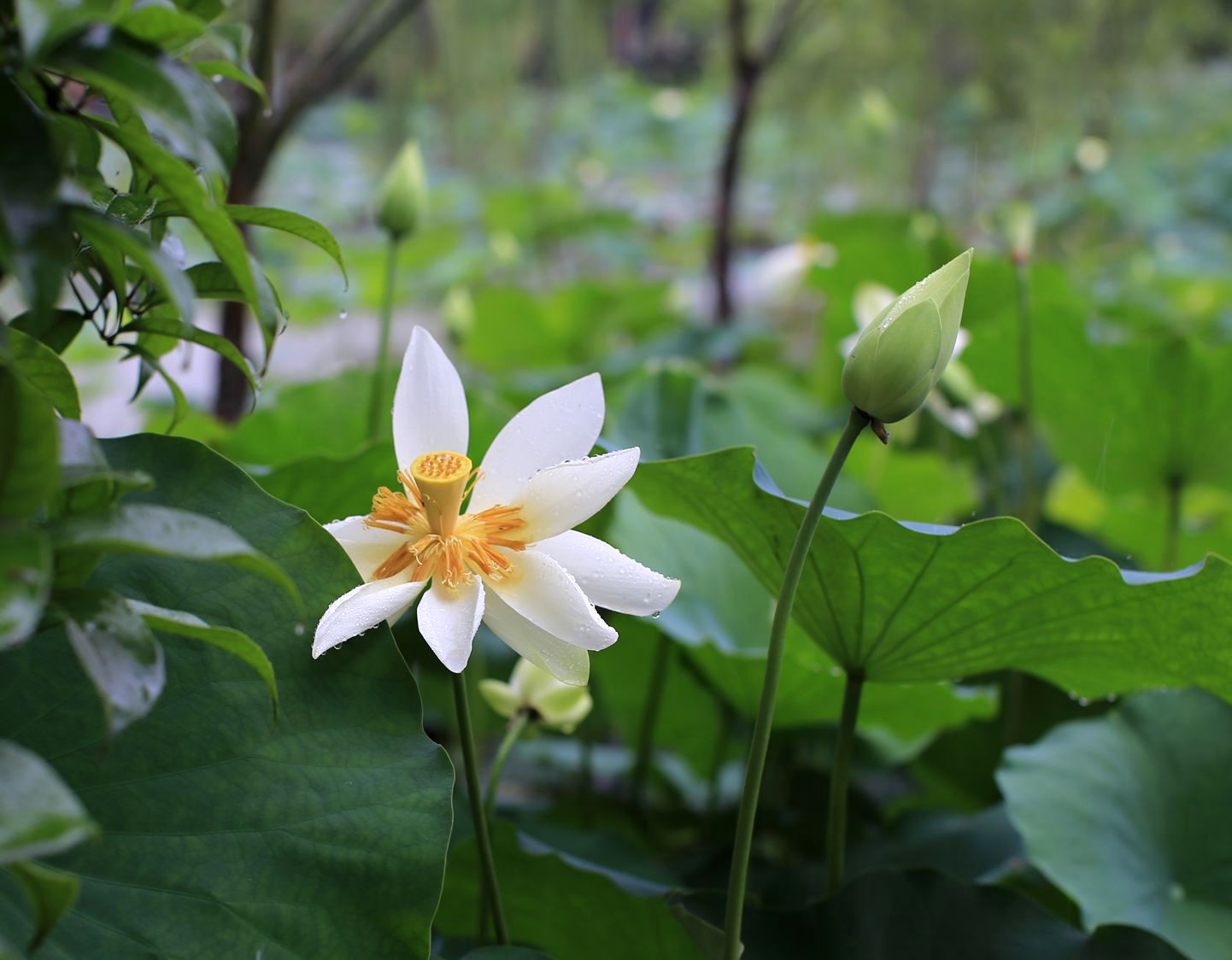 圣洁