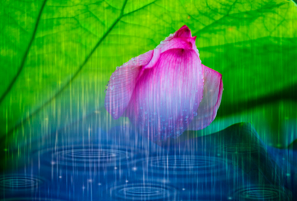 雨荷