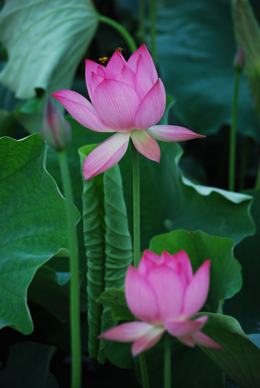荷-2