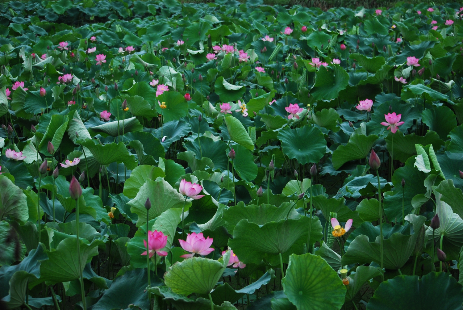 荷-3