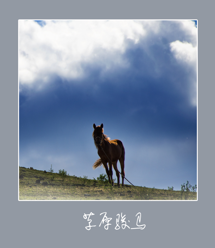 草原骏马