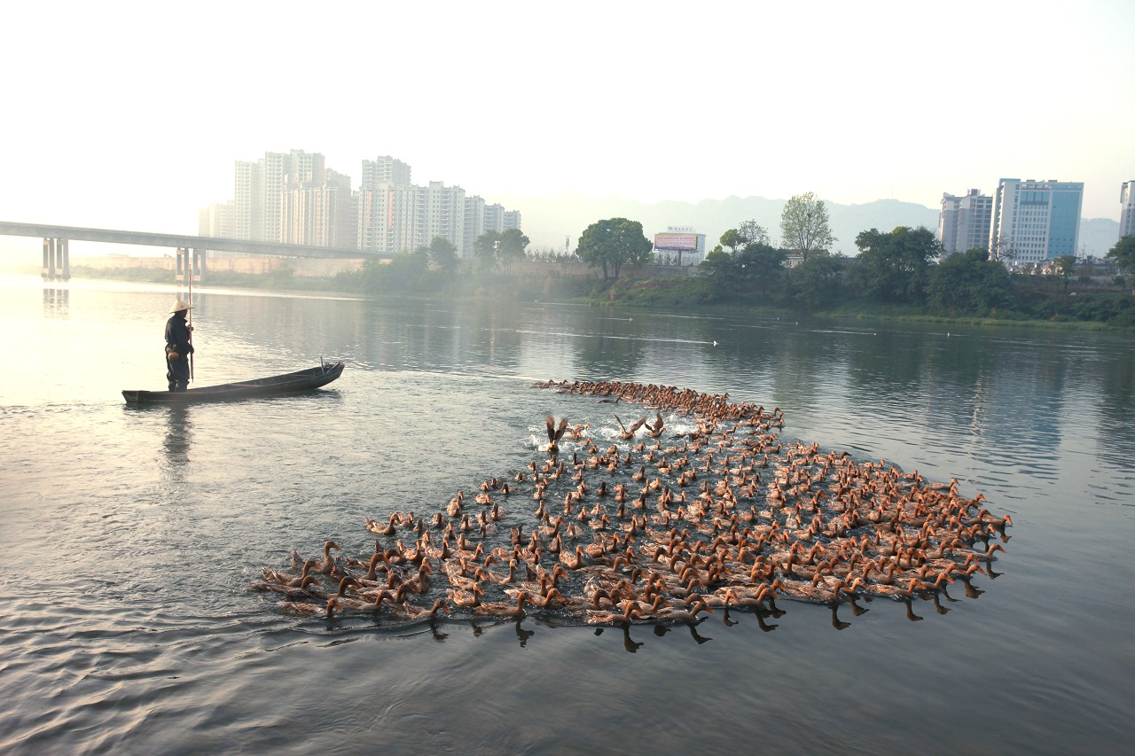 澧水欢歌