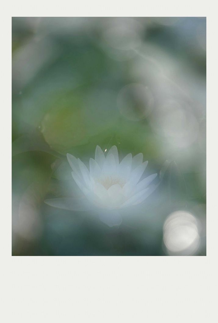 夏莲--5