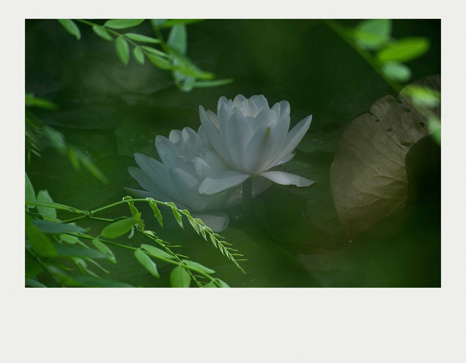夏莲--15