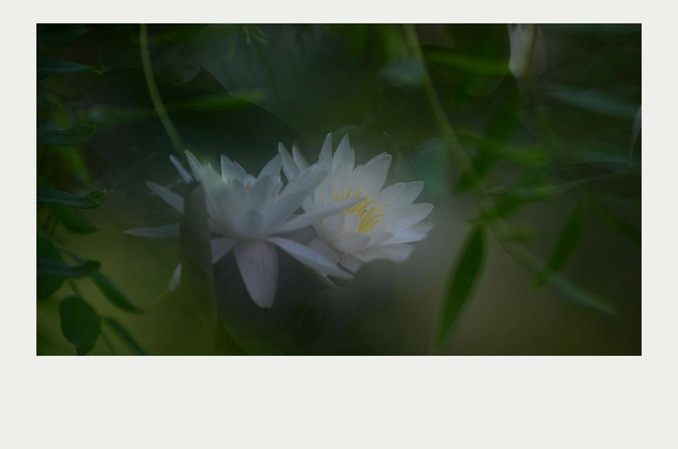 夏莲--12