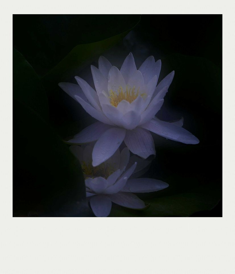 夏莲--10