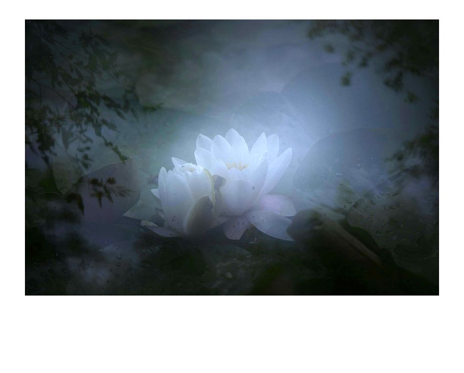 夏莲--27