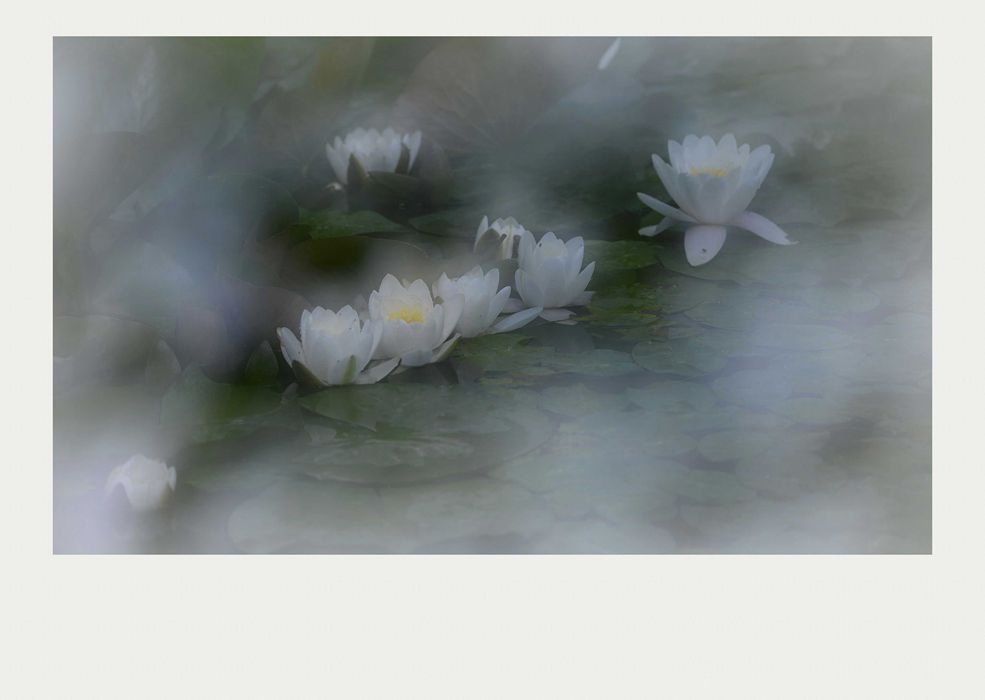 夏莲--26