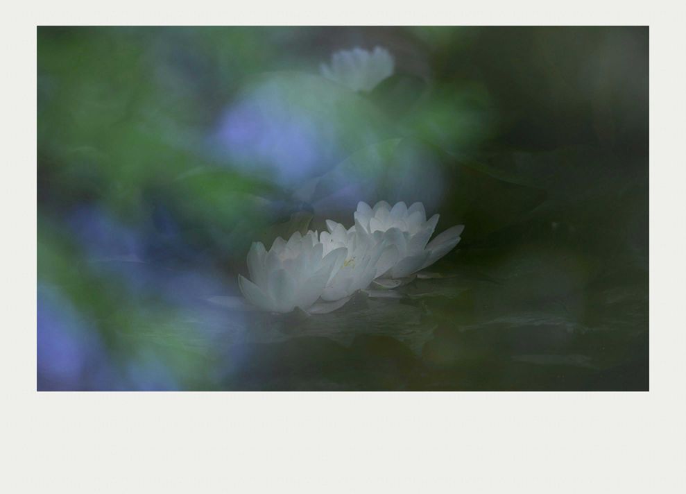 夏莲--20
