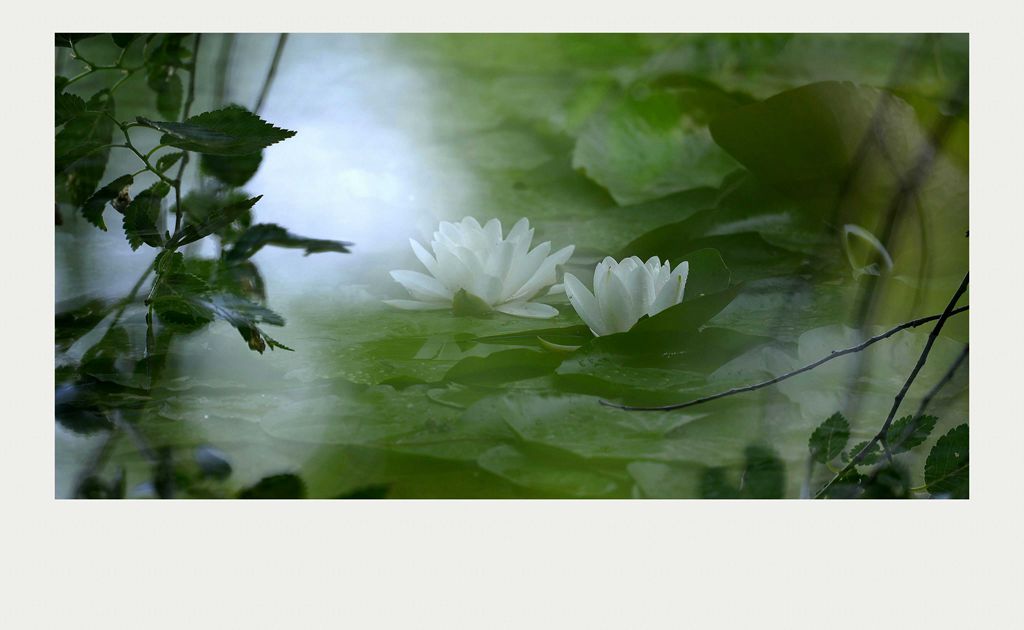 夏莲--23