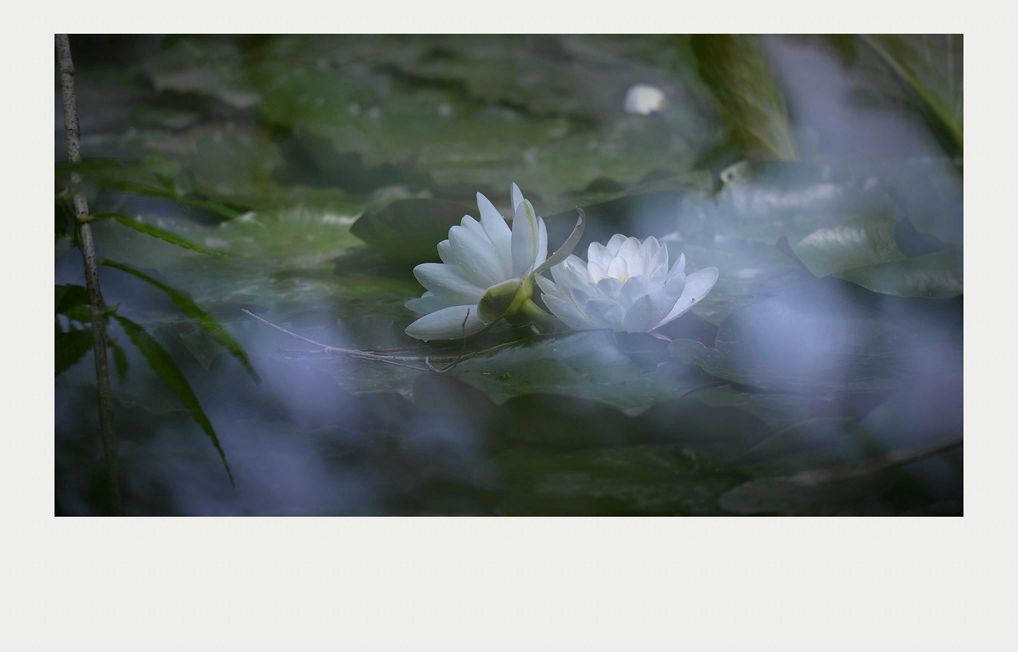 夏莲--19