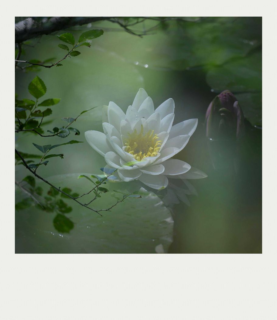 夏莲--35