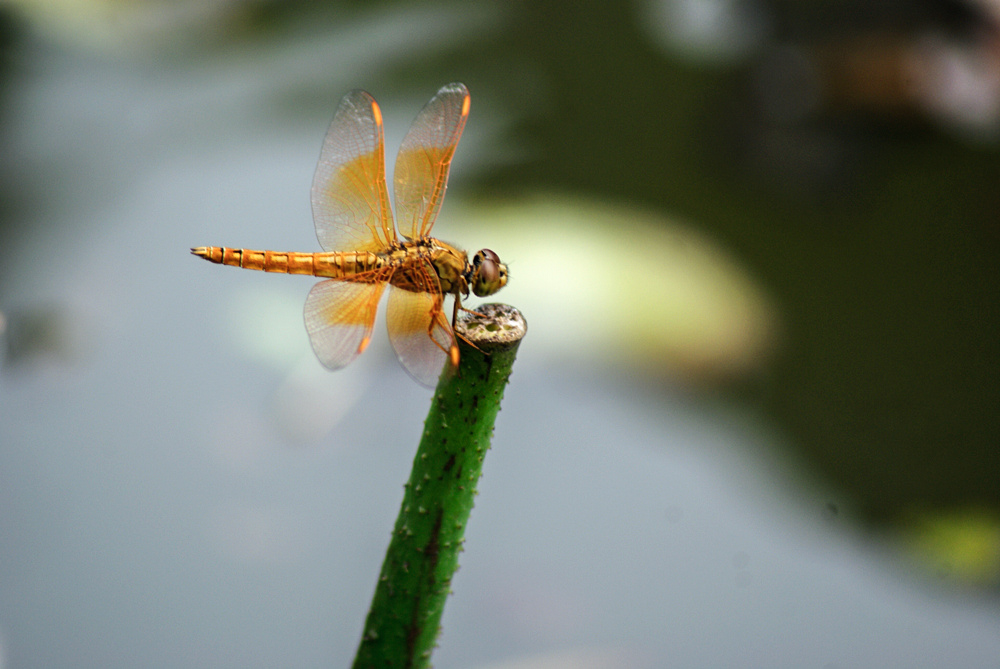 小蜻蜓