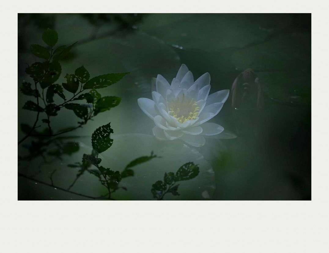 夏莲--34