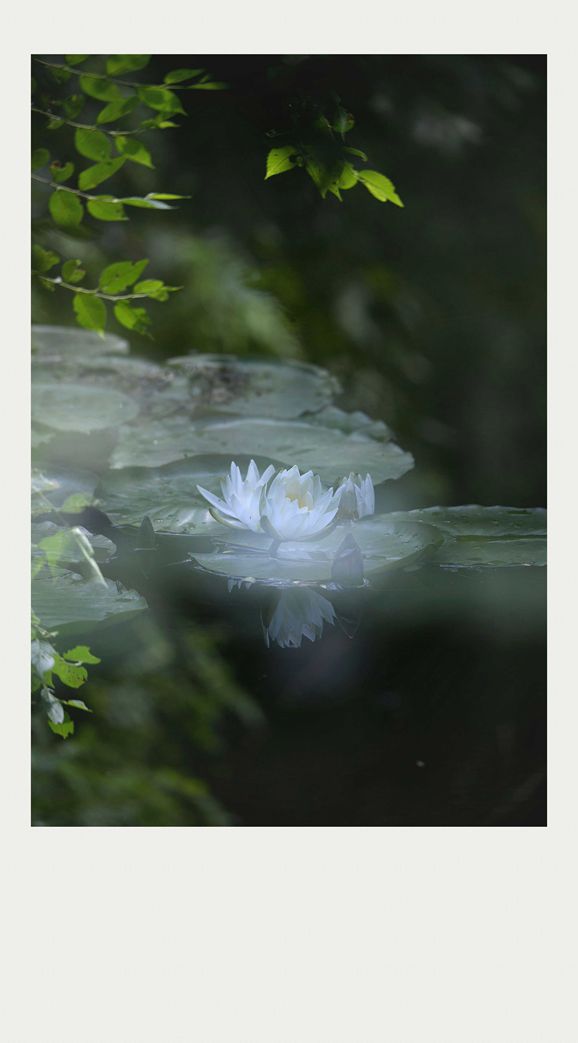 夏莲--32