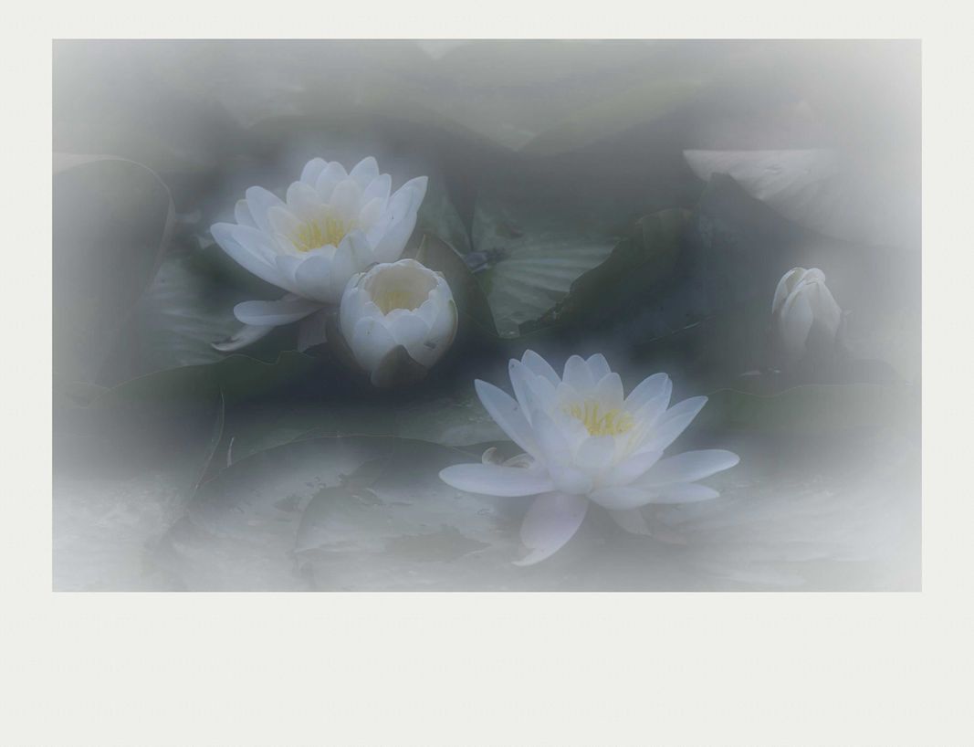 夏莲--43