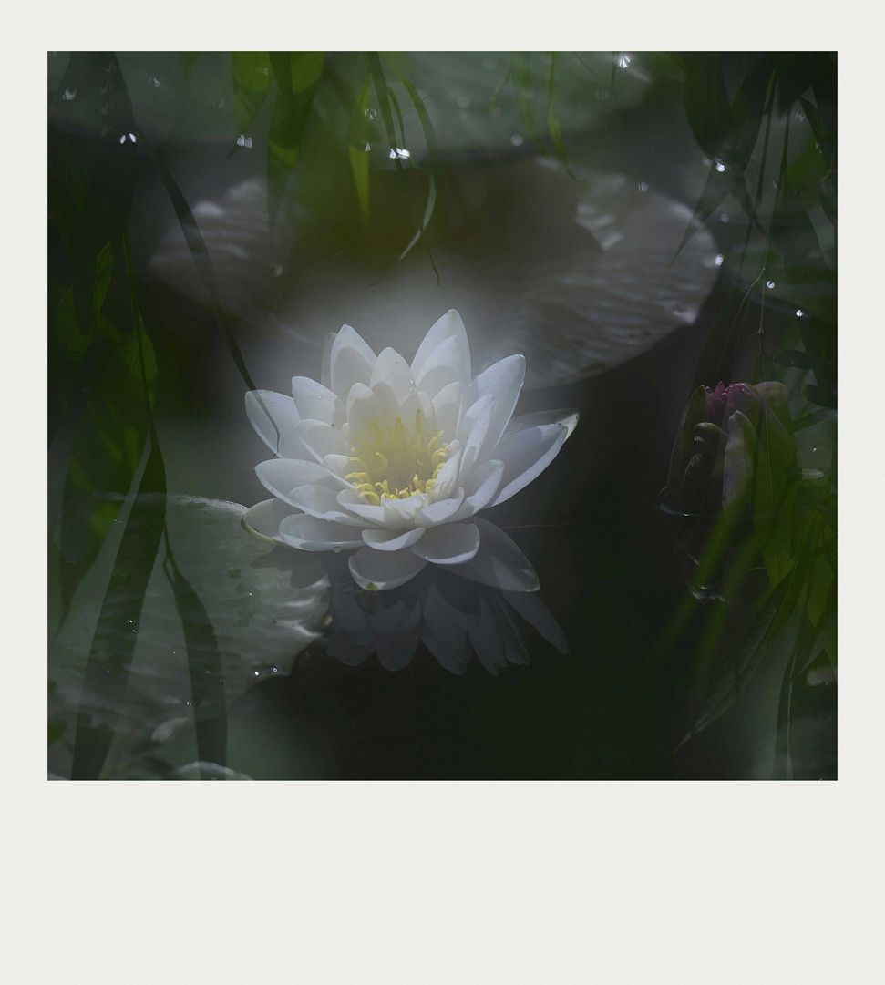 夏莲--37