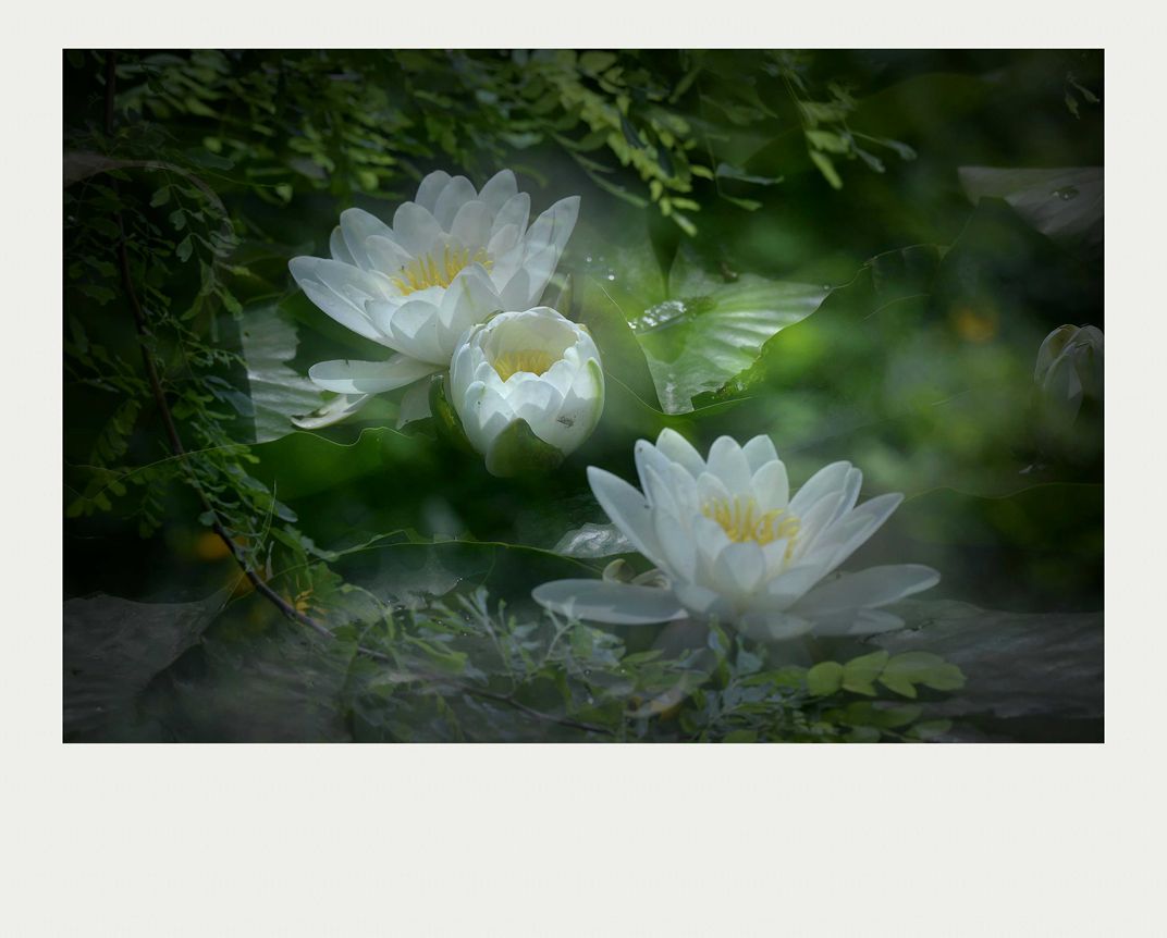 夏莲--44