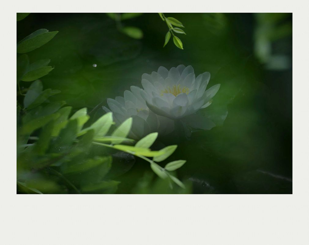 夏莲--40