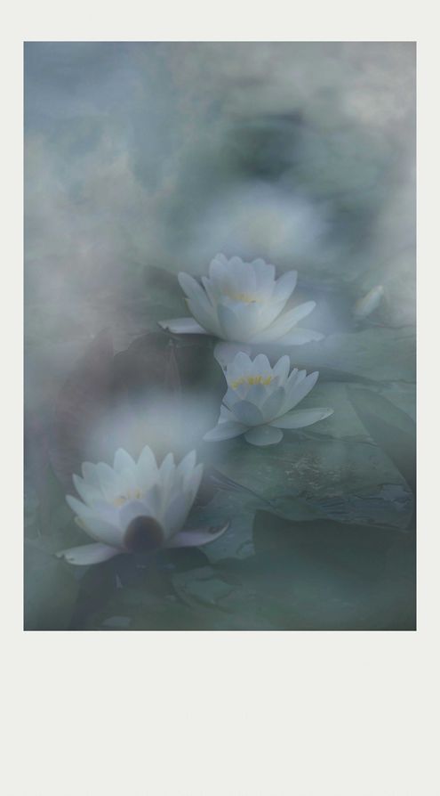 夏莲--39