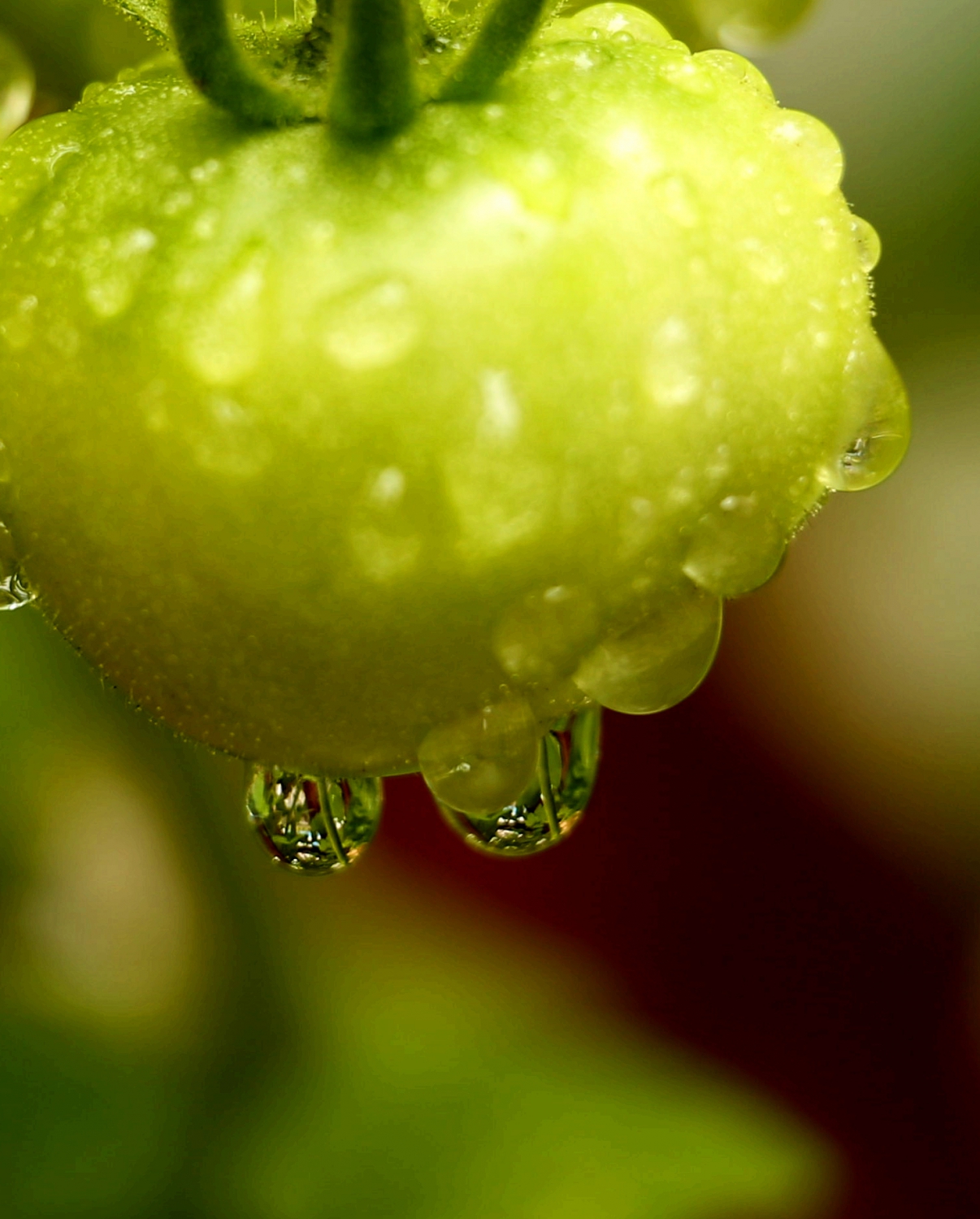 雨露
