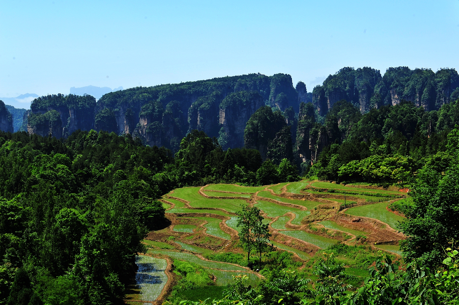 高山田园