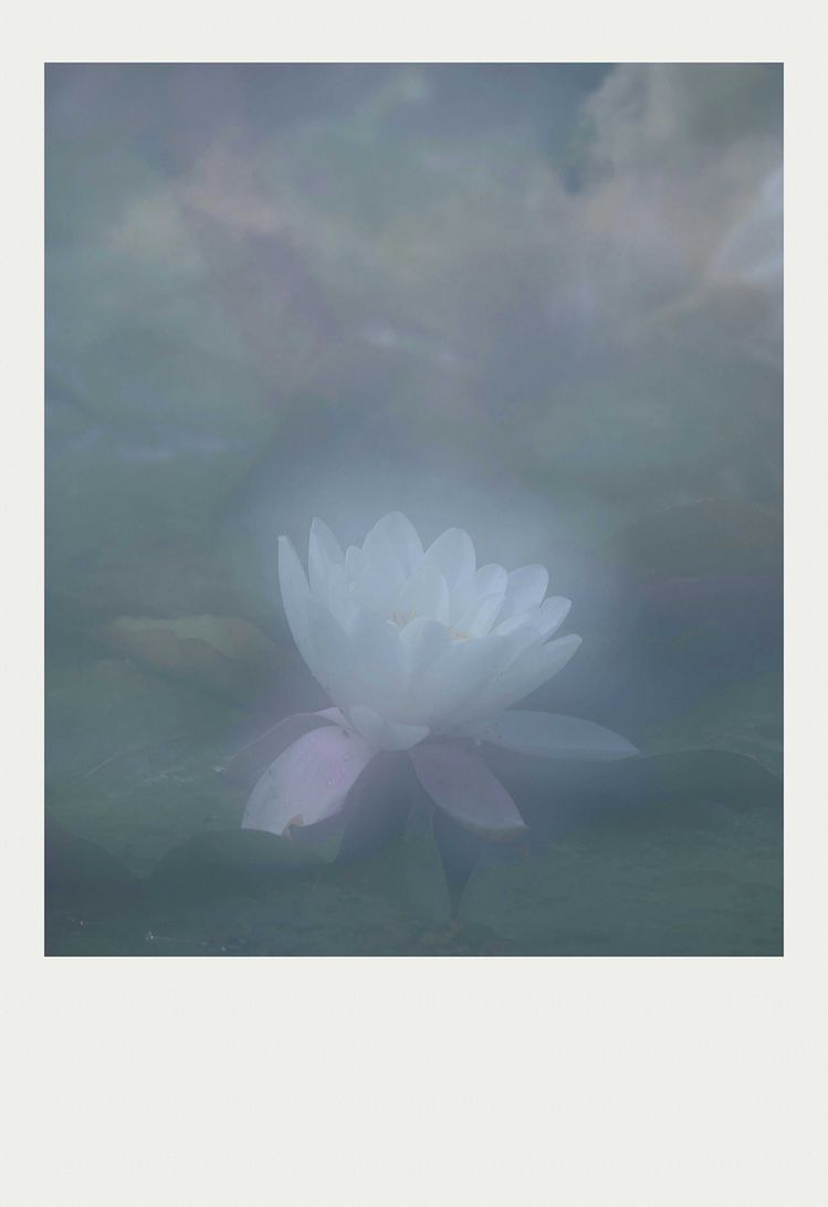 夏莲--51