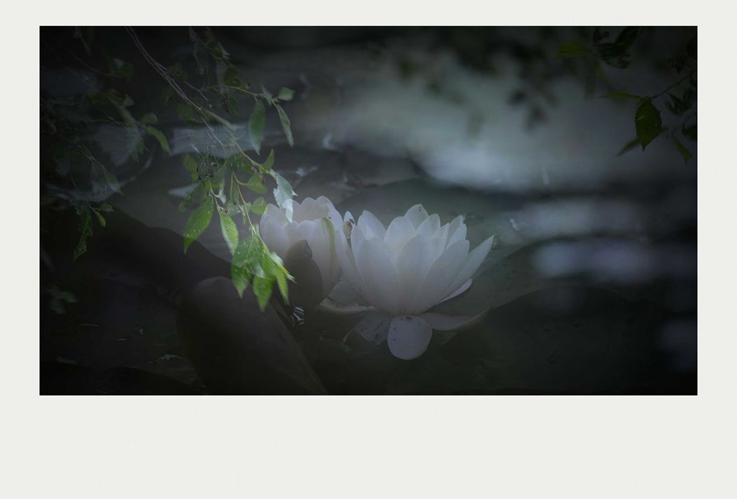 夏莲--55