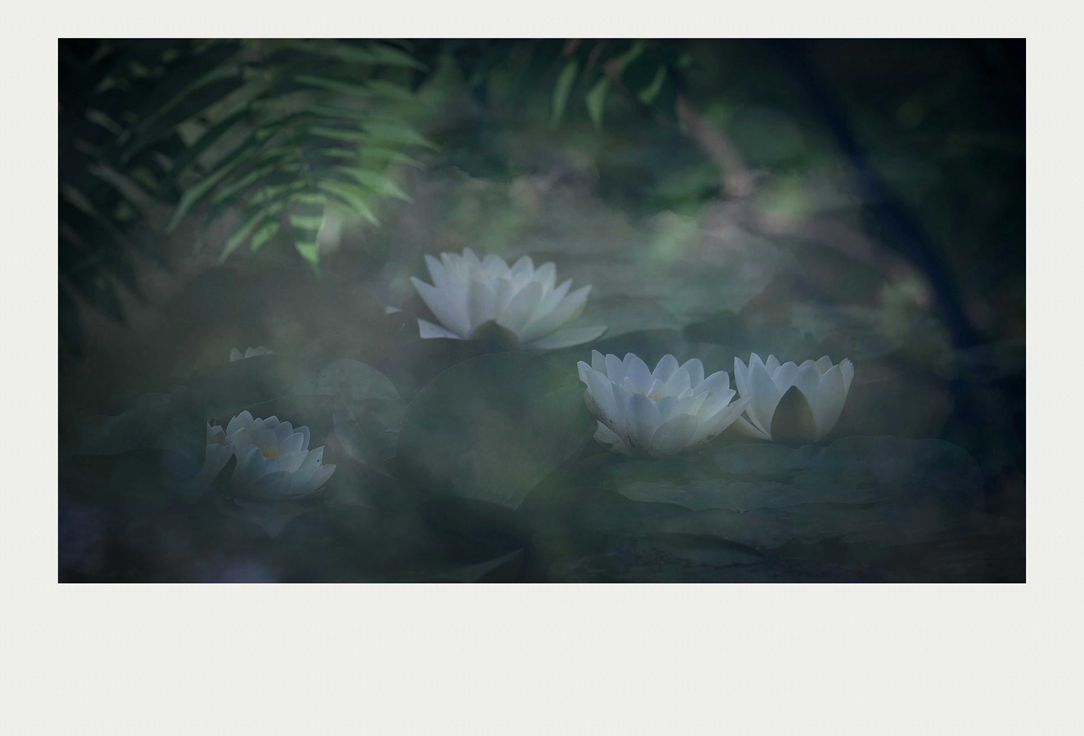 夏莲--52