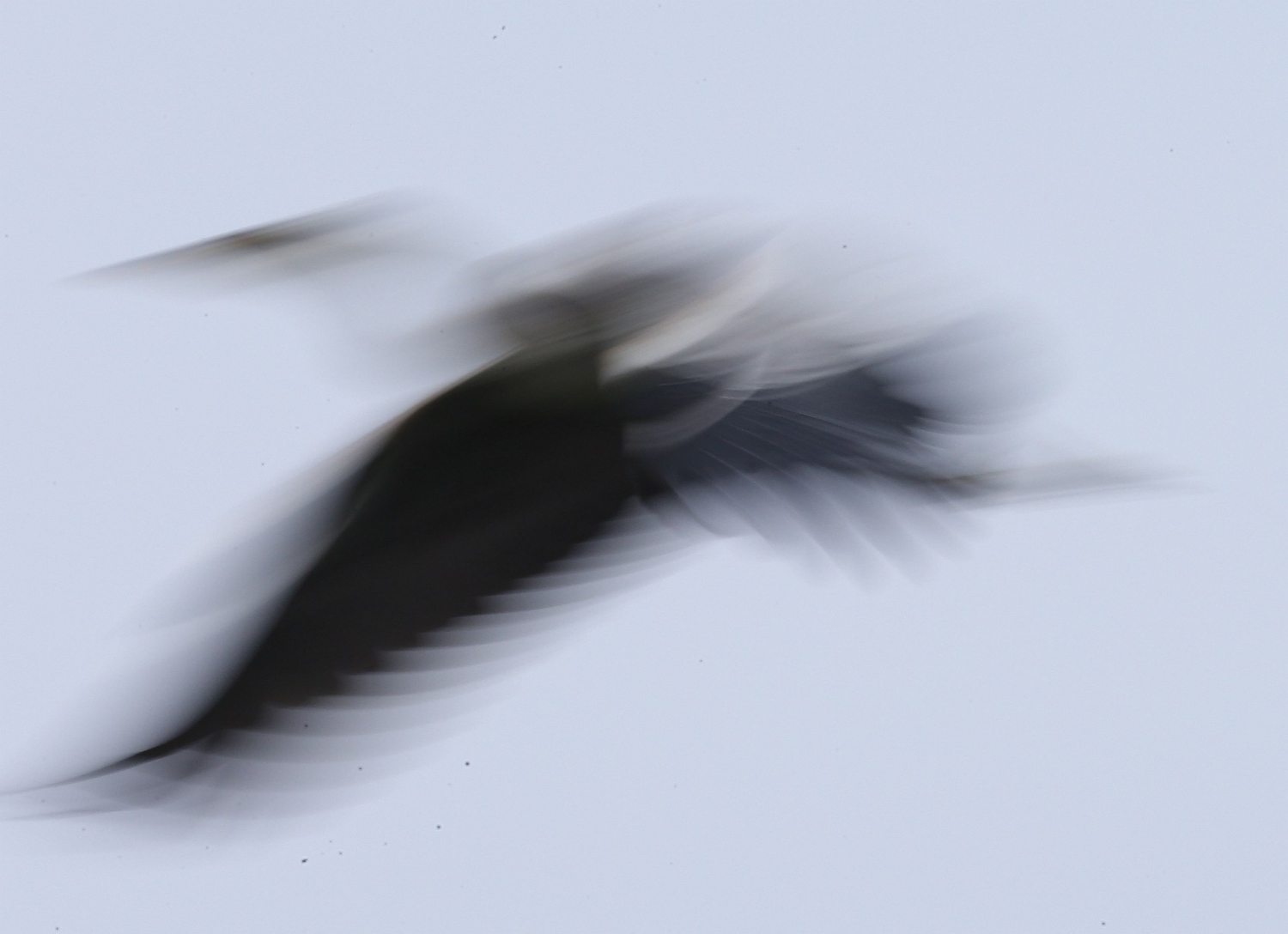 苍鹭写意--10