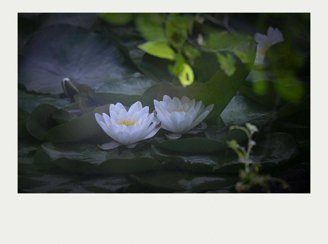 夏莲--54