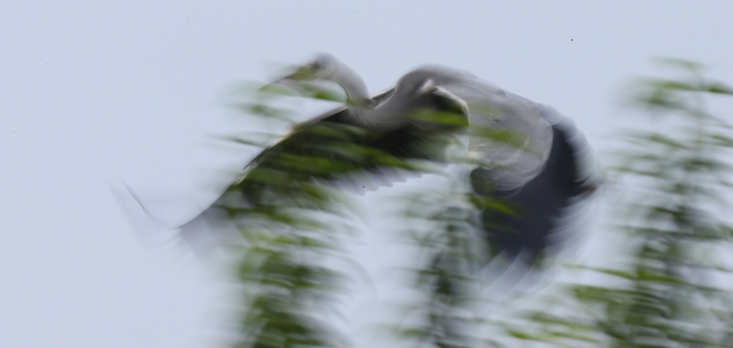 苍鹭写意--2