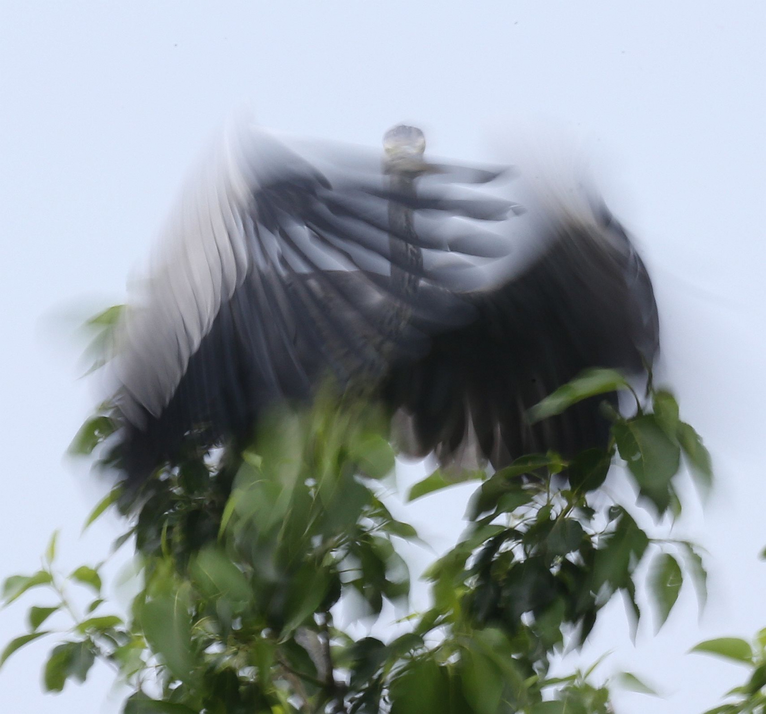 苍鹭写意--8