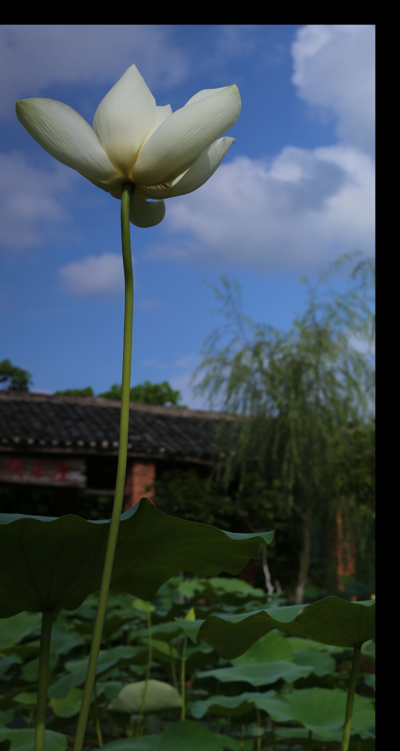 高洁