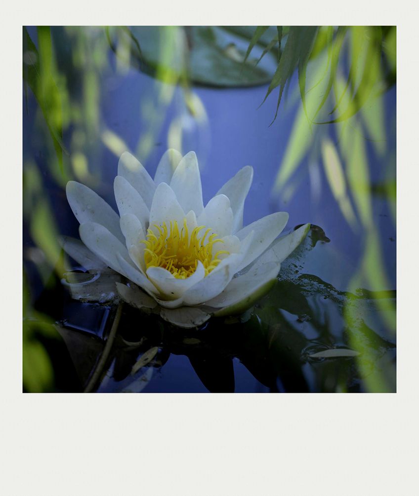 夏莲--65