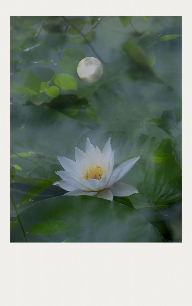 素心