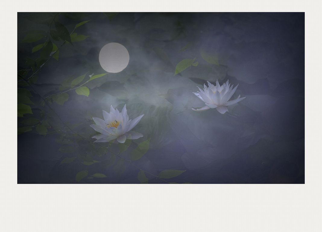 荷塘清芬