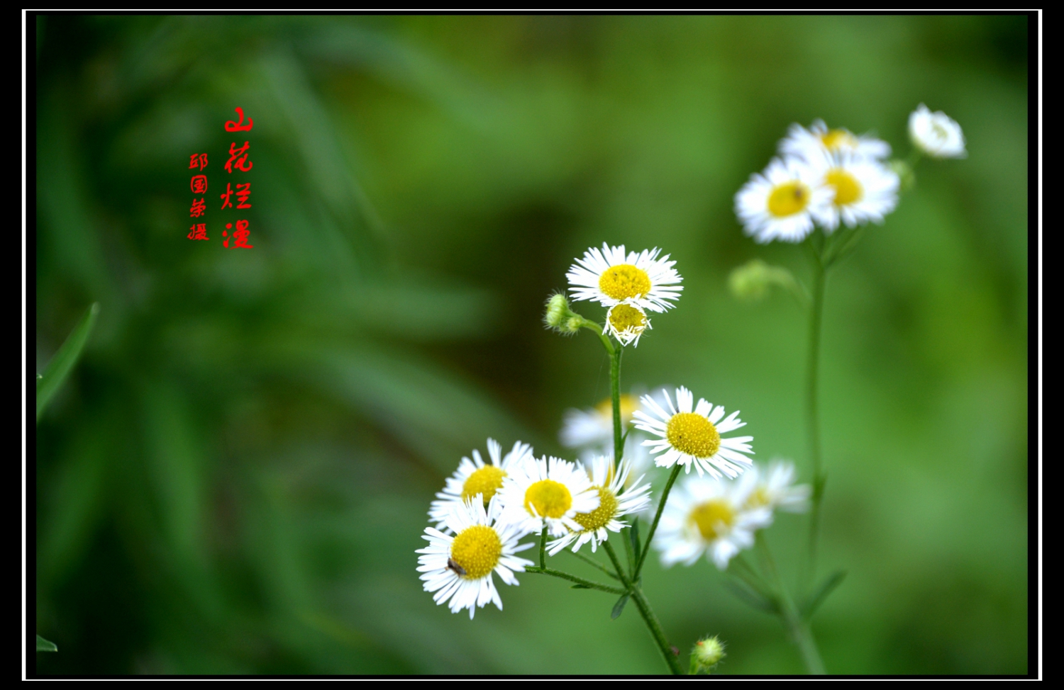 山花烂漫