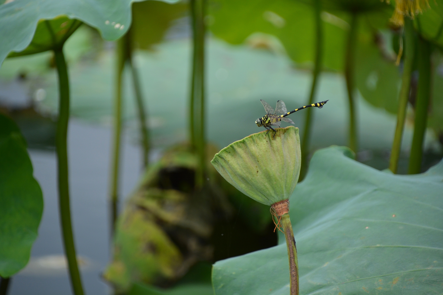 蜻蜒