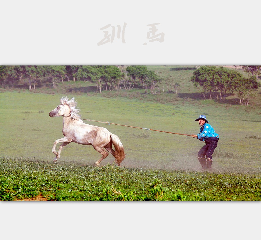 驯马