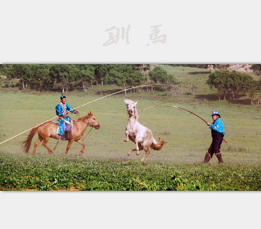 驯马