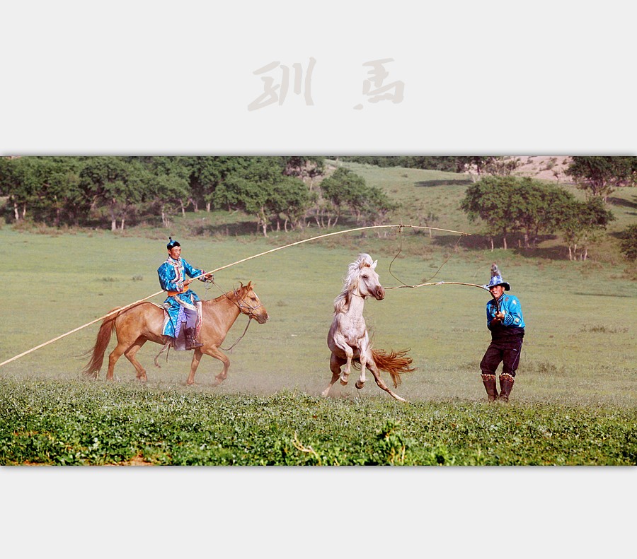 驯马