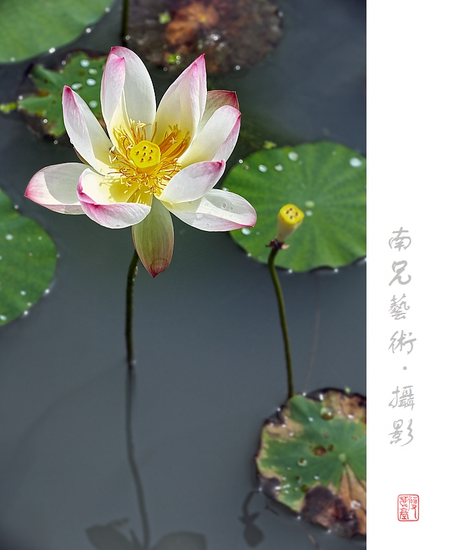 荷塘清趣