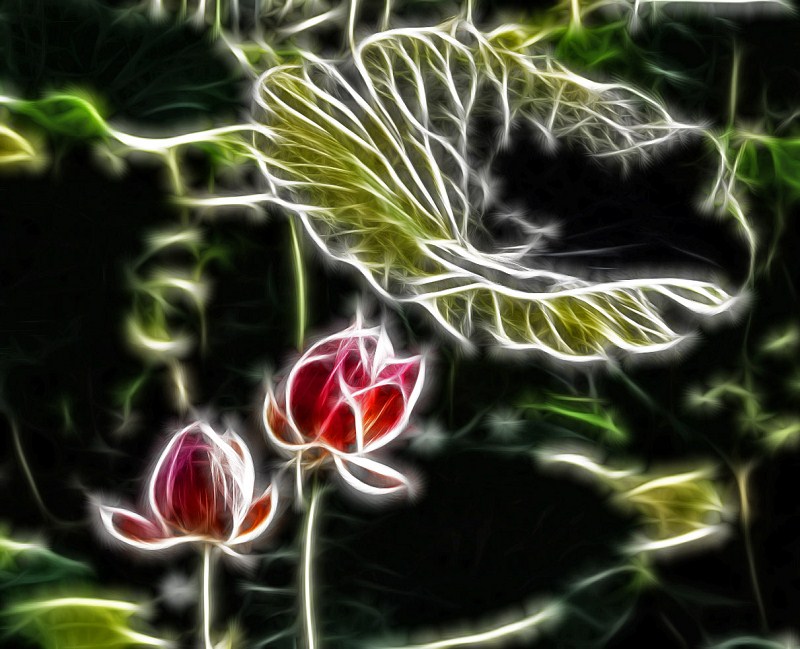 线之绘——荷花篇2