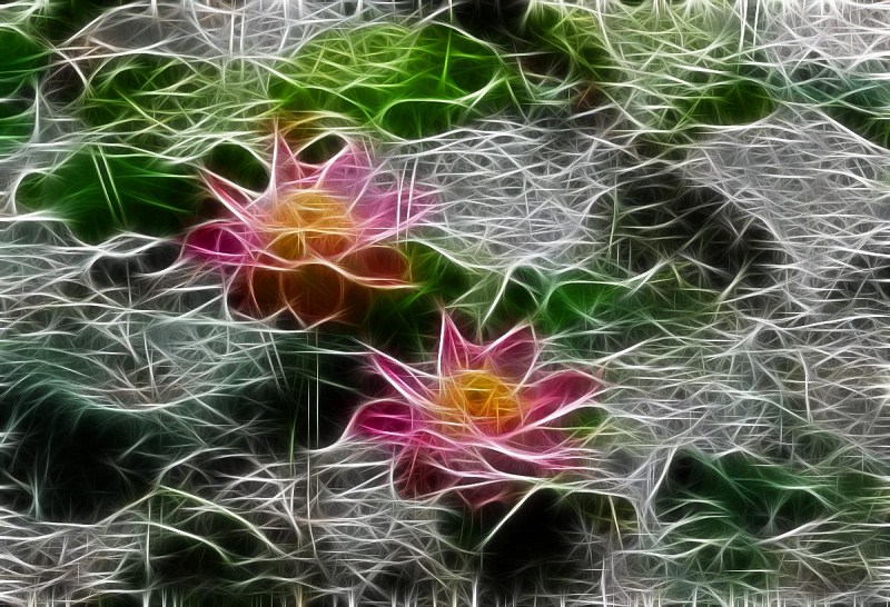线之绘——荷花篇
