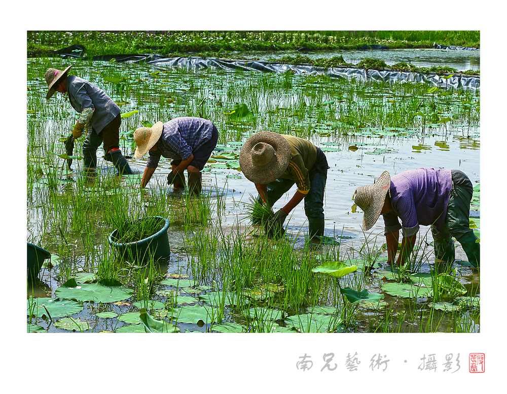 播种
